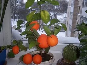 Як виростити домашній мандарин, квітникар-консалтинг