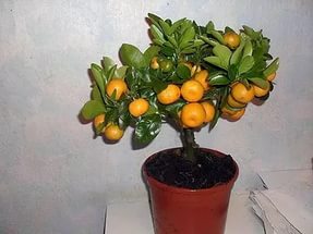 Cum sa cresti un mandarin de casa, consultanta in domeniul florarii