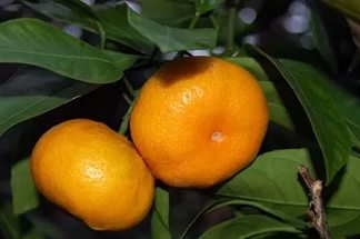 Cum sa cresti un mandarin de casa, consultanta in domeniul florarii