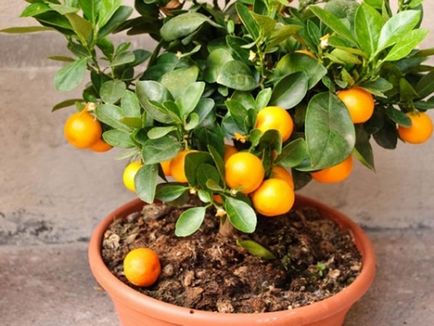 Cum sa cresti un mandarin de casa, consultanta in domeniul florarii