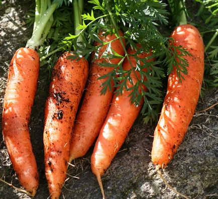 Як виростити соковиту моркву