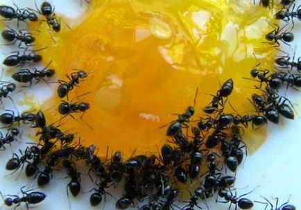 Cum să obțineți furnici acasă dintr-un apartament