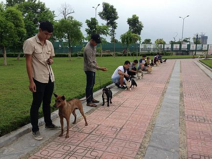 Cum am condus o clasă de masterat în Vietnam - orașul zooinform