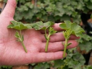 Kalachiki îngrijire la domiciliu (flori acasă geranium, pelargonium) pentru a inflori, tăiere,