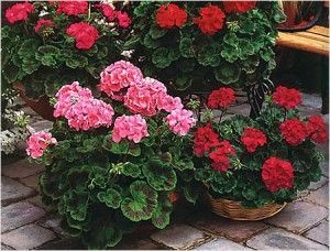 Kalachiki îngrijire la domiciliu (flori acasă geranium, pelargonium) pentru a inflori, tăiere,