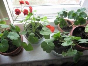 Kalachiki îngrijire la domiciliu (flori acasă geranium, pelargonium) pentru a inflori, tăiere,