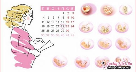 Календар вагітності як розрахувати термін особливості розрахунку вагітності по триместрах