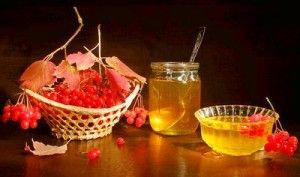 Калина з медом - рецепт 100% захисту від застуд та інших захворювань