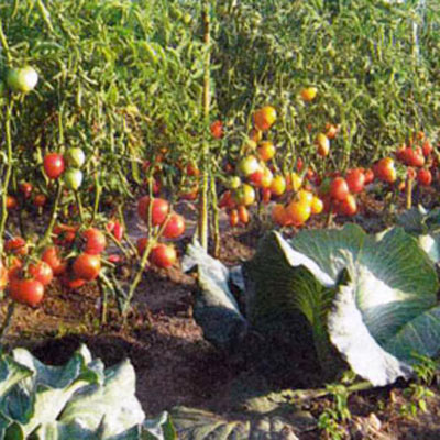 Nitrat de calciu pentru tomate, îngrășăminte de potasiu pentru tomate, superfosfat pentru tomate, îngrășăminte