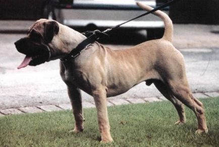 Câine canarian (perro de pressa canario)