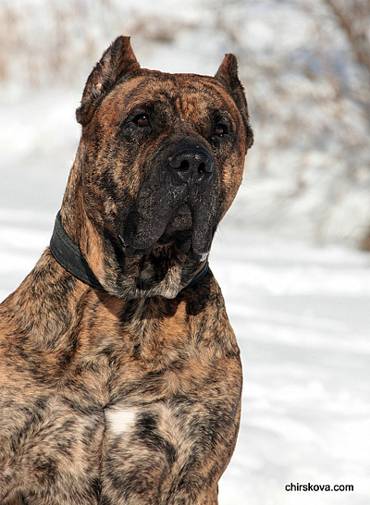 Canary foto de câine, perro de pressa canario, câine canar, dogo canario, aspect câine