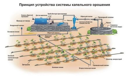 Irigarea prin picurare în seră cu propriile mâini de la echipamentul din fabrică și prin mijloace improvizate