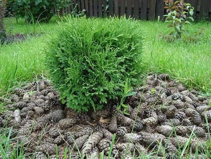 Dwarf varietate tuya, plantare și îngrijire, fotografie