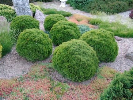 Dwarf varietate tuya, plantare și îngrijire, fotografie