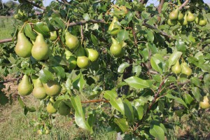 Törpe körte, a kedvenc nyári rezidenciája, gyümölcsös és kert (törpe) Törpe körte, a kedvenc nyári rezidenciája, gyümölcsös és kert
