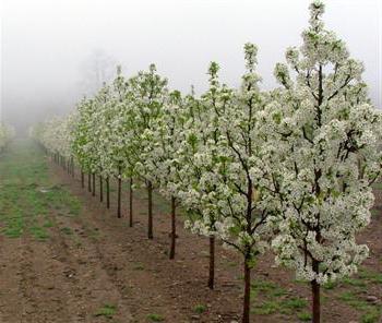 Soiuri de pere de pere, descriere, caracteristici de plantare și de îngrijire