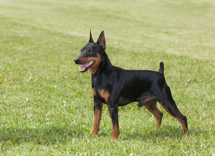 Dwarf Pinscher Descriere rasa, fotografie, video