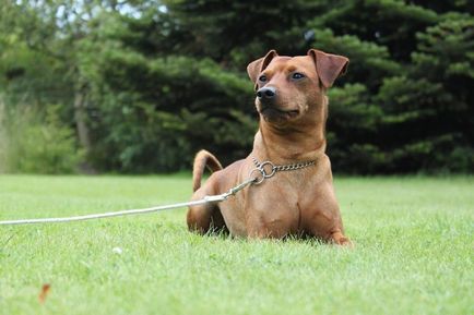 Dwarf Pinscher Descriere rasa, fotografie, video