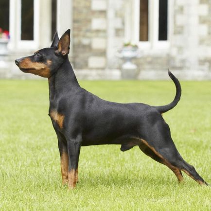 Pinscher pitic (zwergpinscher) descriere rasa cu parul neted, caracteristici ale personajului, câte