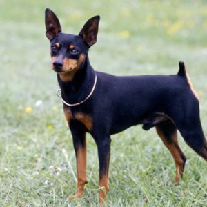 Pinscher pitic (zwergpinscher) descriere rasa cu parul neted, caracteristici ale personajului, câte