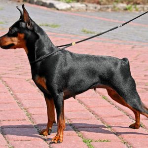 Pinscher pitic (zwergpinscher) descriere rasa cu parul neted, caracteristici ale personajului, câte