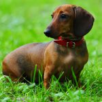 Pinscher pitic (zwergpinscher) descriere rasa cu parul neted, caracteristici ale personajului, câte