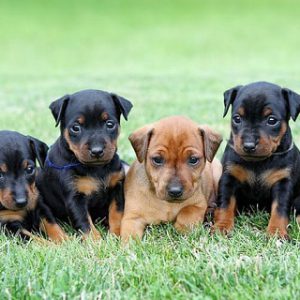 Pinscher pitic (zwergpinscher) descriere rasa cu parul neted, caracteristici ale personajului, câte