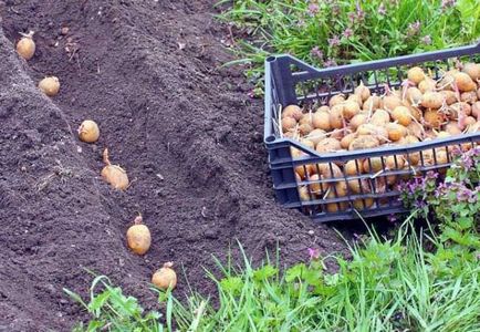 Картопля удача опис сорту, характеристики, гідності, терміни і правила посадки, відгуки, фото