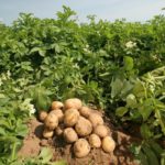Картопля удача характеристики і особливості вирощування сорту