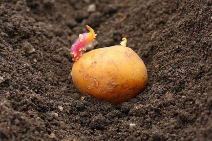 Burgonya szerencse jellemzőit és tulajdonságait a termesztés fajták (típusok) Burgonya szerencse jellemzőit és tulajdonságait a fajta termesztése