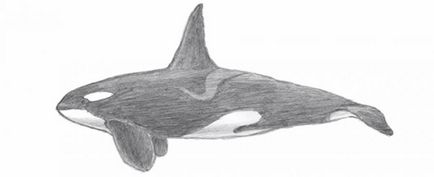 Killer whale în etape - cum să atragă o balenă ucigaș în etape - desene de lecție