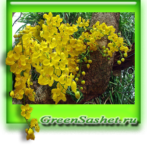 Ulei esențial de Cassia - cassia cinnamomum