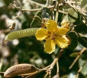 Cassia aquifolium - ingatlan, illóolajok és használata Cassia a népi gyógyászatban, a cikket