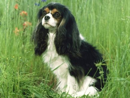 Cavalier King Charles spániel kutya fajta, fotó, karbantartás és gondozás, a történelem, a fajta