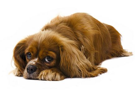 Cavalier King Charles Spaniel, rasa de caini, fotografie, continut si ingrijire, istoria rasei