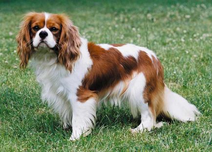 Cavalier King Charles spániel kutya fajta, fotó, karbantartás és gondozás, a történelem, a fajta