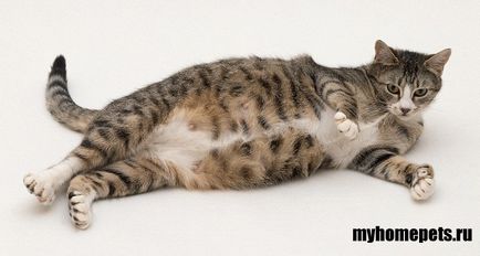 Ceea ce visă o pisică însărcinată, care înseamnă a vedea un astfel de vis