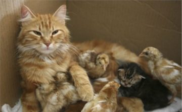 До чого сниться вагітна кішка поганий знак! Тлумачення снів з кішками