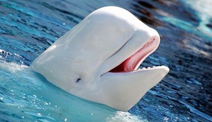 De ce balena este balena mare, albă sau ucigașă