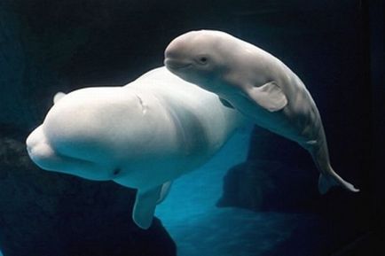 До чого сниться кит великий, білий або косатка