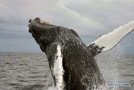 До чого сниться кит великий, білий або косатка