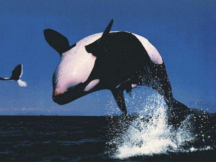 Despre ce visează balena ucigașă?