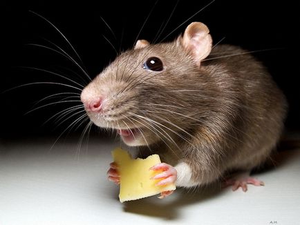 Ce visează un șoarece viu în cărțile de vis ale lui Miller, Vanga și ale altora?