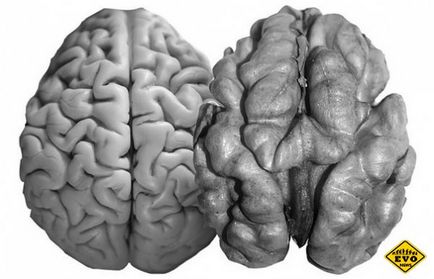 Клітини головного мозку людини