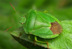 Imagini de tip bedbugs și o scurtă descriere a celor mai frecvente specii