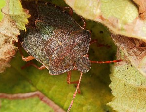 Imagini de tip bedbugs și o scurtă descriere a celor mai frecvente specii