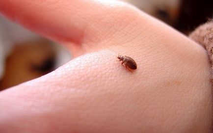 Imagini de tip bedbugs și o scurtă descriere a celor mai frecvente specii