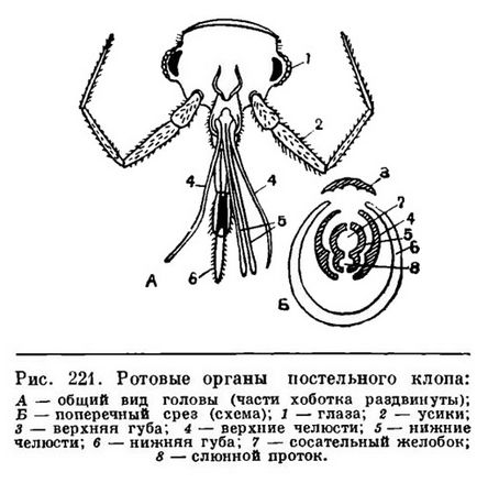 Imagini de tip bedbugs și o scurtă descriere a celor mai frecvente specii