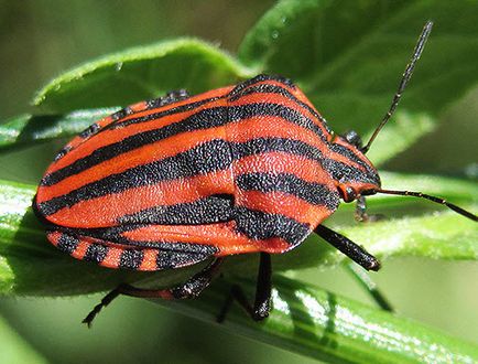 Bug garda - un asistent sau un dăunător pe plot