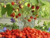 Strawberry Lord - cum să crească și să obțineți o recoltă bogată